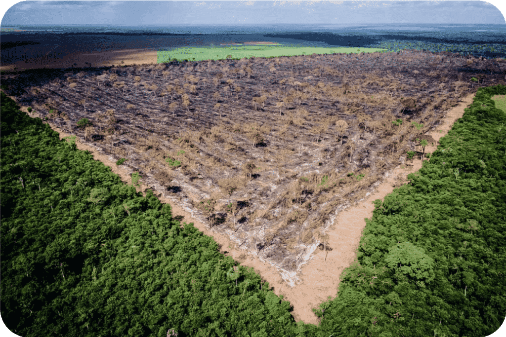 amazonia, efeito estufa, desmatamento, aquecimento global, floresta, floresta amazonica, floresta tropical, ricardo salles,