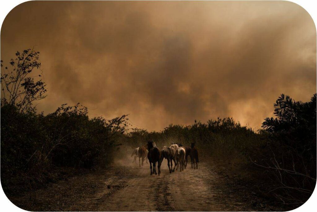 pantanal queimadas incêndio bioma fauna flora