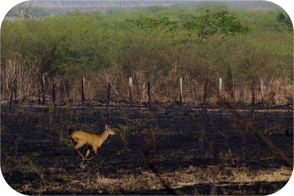 pantanal queimadas incêndio biodiversidade fauna flora